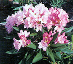 PACIFIC RHODODENDRON (Rhododendron macrophyllum)