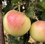 PARKLAND APPLE (Malus domestica)