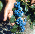 PATRIOT BLUEBERRY (Vaccinium corymbosum)