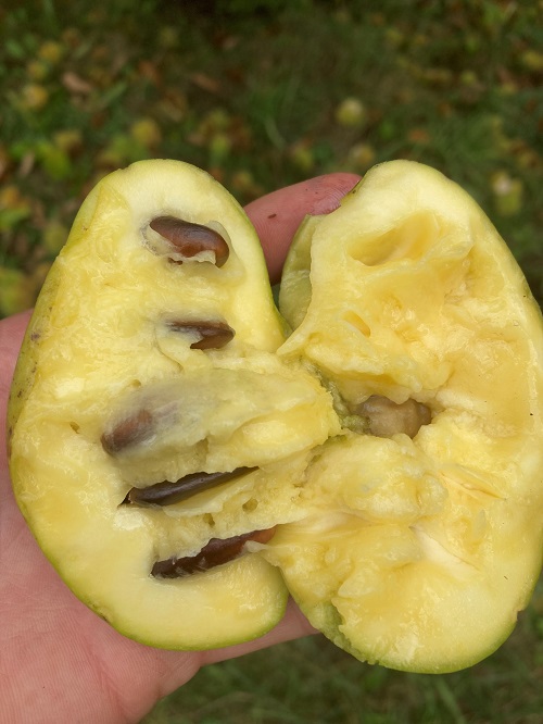 KSU ATWOOD (tm) PAW PAW (Asimina triloba)
