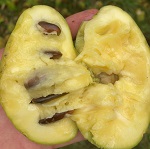 KSU ATWOOD (tm) PAW PAW (Asimina triloba)