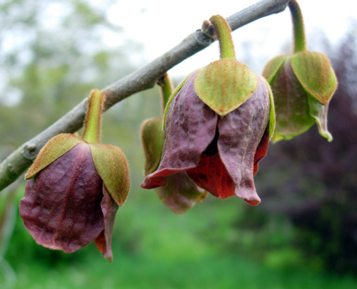 ALLEGHENY (TM) PAW PAW (Asimina triloba)