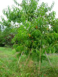 RELIANCE PEACH (Amygdalus persica)