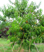 RELIANCE PEACH (Amygdalus persica)