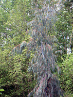 SPINNING GUM (Eucalyptus perriniana)