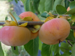 PRAIRIE STAR AMERICAN PERSIMMON (Diospyrus virginiana)