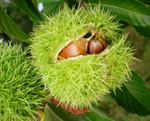 PRECOCE MIGOULE CHESTNUT (Castanea sativa x crenata)