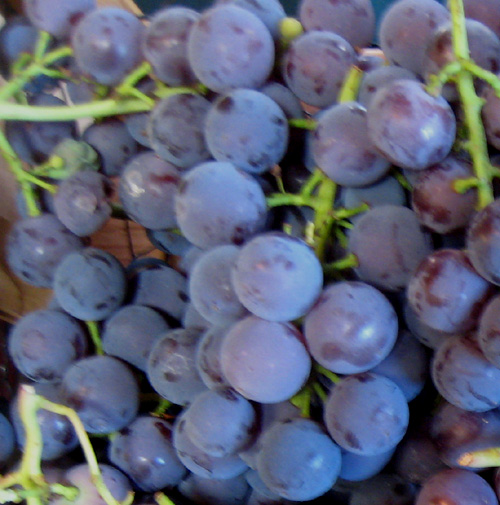 PRICE BLUE TABLE GRAPE (Vitis spp.)