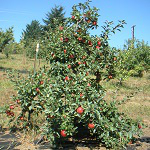 PRIMA APPLE (Malus domestica)