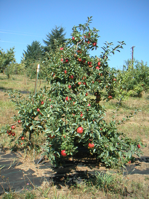 PRIMA APPLE (Malus domestica)