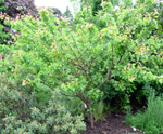 PUGET GOLD APRICOT (Armeniaca vulgaris)