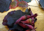 PURPLE FORTIN HAZELNUT (Corylus avellana)
