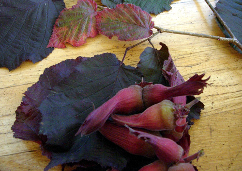 PURPLE FORTIN HAZELNUT (Corylus avellana)