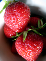 RAINIER STRAWBERRY  (Fragaria sp.)