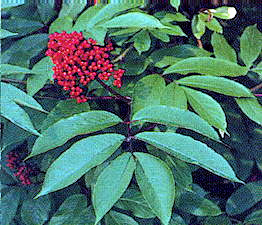RED ELDERBERRY (Sambucus racemosa pubens)