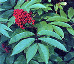RED ELDERBERRY (Sambucus racemosa pubens)