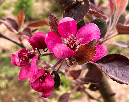 RED LOVE  CALYPSO APPLE (Malus domestica)