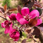LUCY ROSE APPLE (Malus domestica)