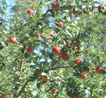 REDFREE APPLE (Malus domestica)