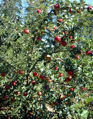 REDFREE APPLE (Malus domestica)