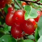 RED GEM (TM) GOUMI (Elaeagnus multiflora)