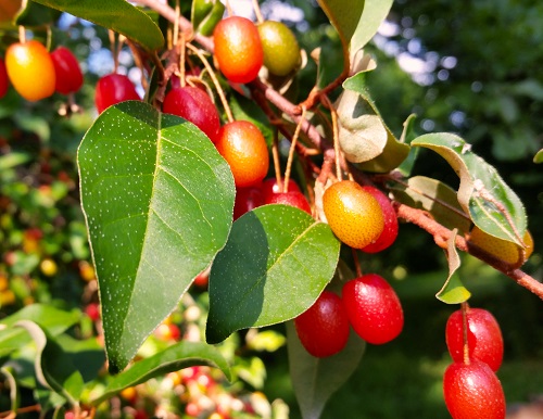 RED GEM (TM) GOUMI (Elaeagnus multiflora)