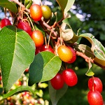 RED GEM (TM) GOUMI (Elaeagnus multiflora)