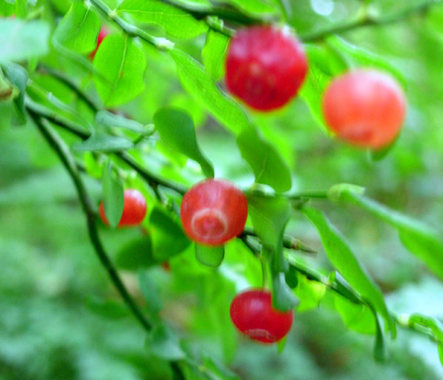RED HUCKLEBERRY (Vaccinium parvifolium)