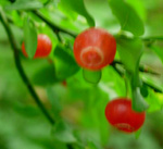 RED HUCKLEBERRY (Vaccinium parvifolium)