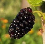 RED MULBERRY SEEDLING (Morus rubra)