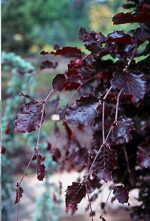 RED OBELISK BEECH  (Fagus sylvatica)