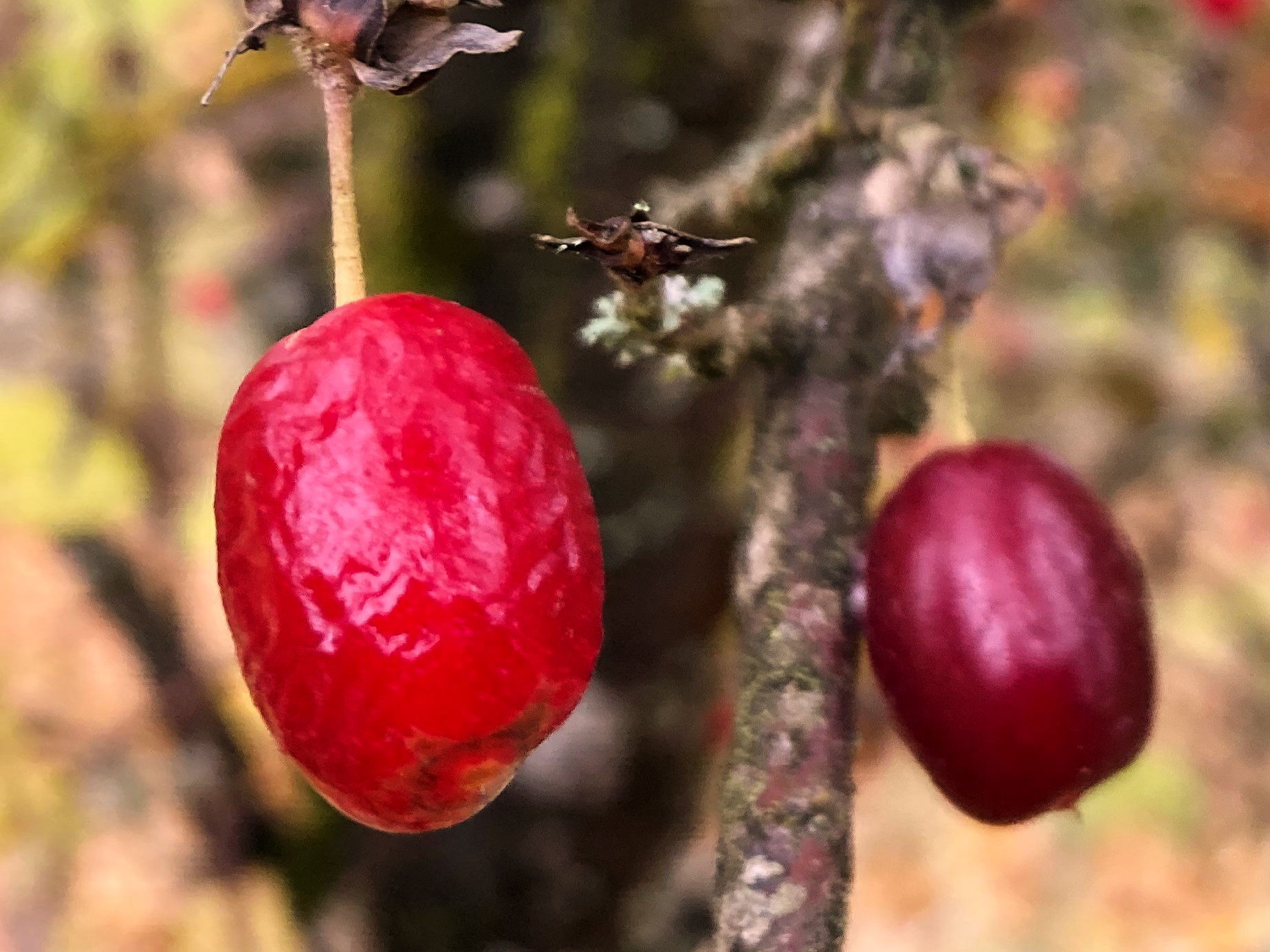 RED STAR (VIDUBETSKII) CORNELIAN CHERRY DOGWOOD (Cornus mas)