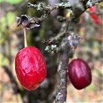 RED STAR (VIDUBETSKII) CORNELIAN CHERRY DOGWOOD (Cornus mas)