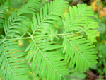 DAWN REDWOOD SEEDLING (Metasequoia glyptostroboides)