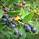 REGENT SERVICEBERRY (Amelanchier alnifolia)