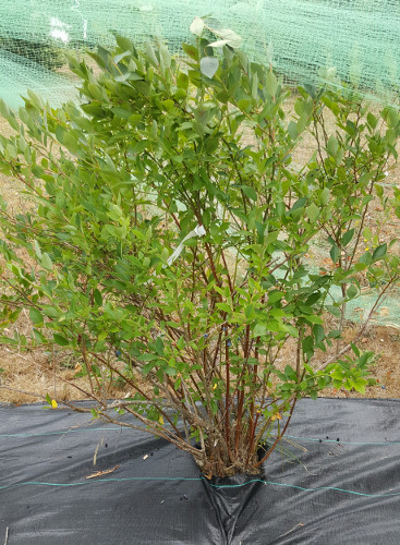 REKA BLUEBERRY (Vaccinium corymbosum)