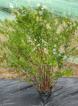 REKA BLUEBERRY (Vaccinium corymbosum)