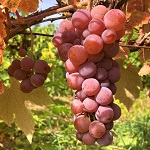 RELIANCE SEEDLESS RED GRAPE (Vitis labrusca)