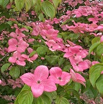 ROSY TEACUP (TM) FLOWERING DOGWOOD (C. kousa x nuttallii)