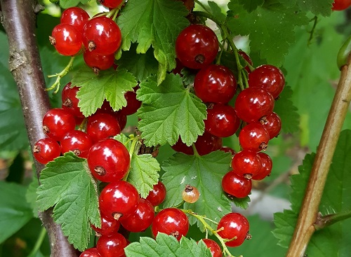 ROVADA RED CURRANT (Ribes sativum)