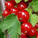 ROVADA RED CURRANT (Ribes sativum)