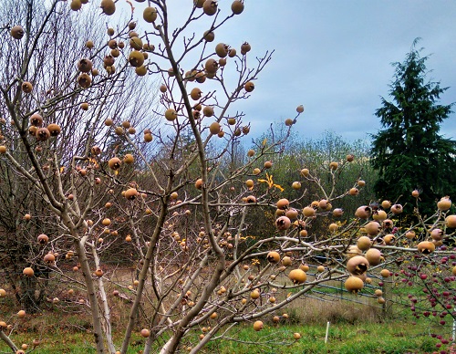ROYAL MEDLAR (Mespilus germanica)