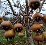 ROYAL MEDLAR (Mespilus germanica)