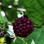 ROYALTY PURPLE BLACK RASPBERRY (Rubrus occidentalis x)