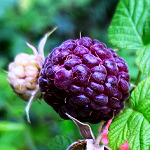 ROYALTY PURPLE BLACK RASPBERRY (Rubrus occidentalis x)