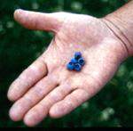 RUBEL BLUEBERRY (Vaccinium corymbosum)