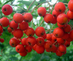 RABINA MOUNTAIN ASH (Sorbus aucuparia)