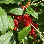 RUBY (TM) AUTUMN OLIVE (Elaeagnus umbellata)