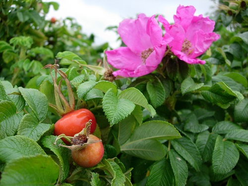 ROSA RUGOSA 'RUBRA' (Rosa rugosa 'Rubra')