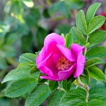 RED RUGOSA ROSE (Rosa rugosa 'Rubra')